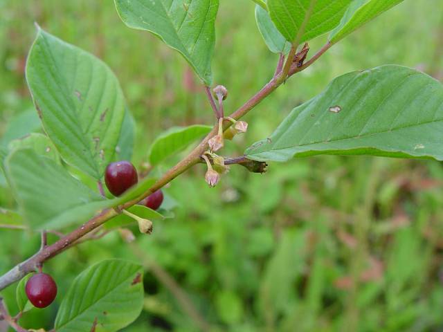 سیاه توسه Frangula alnus syn. Rhamnus frangula 8